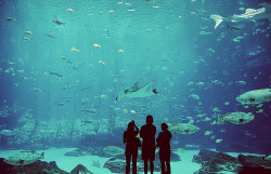 acuario, animals, aquarium, boy - inspiring picture on Favim.comが@weheartit.com