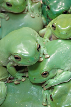 earthandanimals:  A cluster of White’s Tree Frogs.