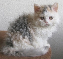impossiblenothings:  Look at this curly mother fuckiin cat 