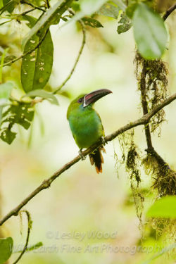 Crimson-rumped Toucanet ~ Ecuador