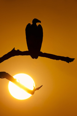 magicalnaturetour:  “Patient Vulture” by Mario Moreno :)