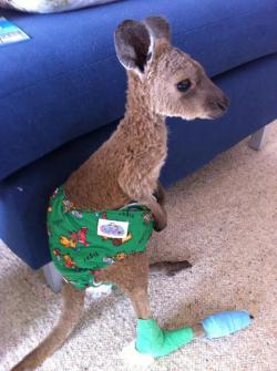 raindropzofsunshine:  amandafiske:   This poor little joey was