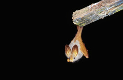   battime:  Lavia frons - Yellow-winged bat hanging from under