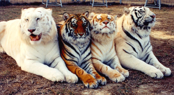 oflivingthings:  Snow White. Bengal. Golden. White. 