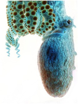 Cerulean cephalopod (photograph of an octopus, a finalist in