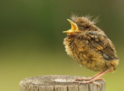 Baby Robin … o.m.gggggggg  :)