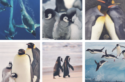 chanelhamblett:  17/∞ - my favourite things - Penguins 