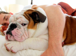 English Bulldog Love