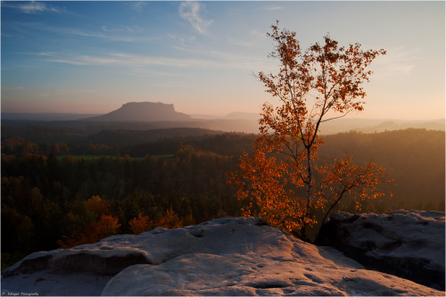 isawatree:  Autumn birch by ~Aphantopus 