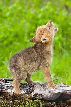 Melodious … that is one cute carnivore (Coyote pup)
