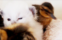 anotherjen:  ffff… I just imagined mommy duck and mommy cat