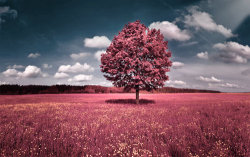 pink tree by ~demor on deviantART @weheartit.com http://whrt.it/SvKJ3L