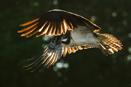 On the wing (Osprey)