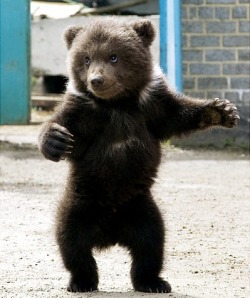 magicalnaturetour:  This cuddly three-month-old cub takes some