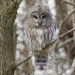 Barred Owl