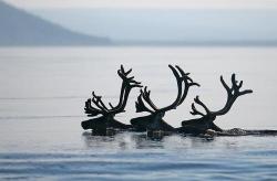 Just keep swimming … (Caribou crossing a northern river)