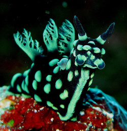 astronomy-to-zoology:  Nembrotha cristata like most nudibranchs