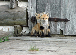 dickfuentes:  its a sHY BABY FOX HIDING BEHIND ANOTHER BABY FOX