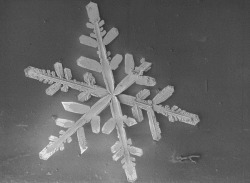 rcruzniemiec:  Snow Amazing photos of snow taken through a microscope