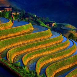 Undulation (Rice terraces, China)
