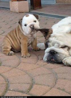 aplacetolovedogs:  Awwww such a cute Bulldog puppy trying to