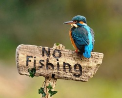 Outlaw (Kingfisher)