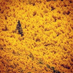 treeporn:  By tmophoto who takes awesome pics in Colorado. Go