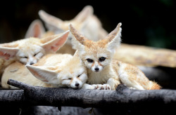 animalgazing:  fennec fox by floridapfe on Flickr. 