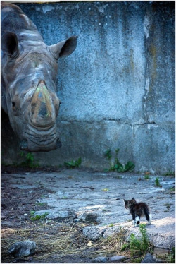 ofp:  (via That’s Not a Wall, That’s a Rhino! — Cute Overload)