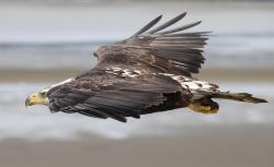 Faster than a speeding bullet &hellip; (Bald Eagle)