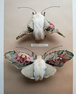 milftank:  ohmisterfinch:  Textile moths By Mister Finch  omg