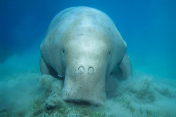forthewildthings:  DugongDugong dugon  