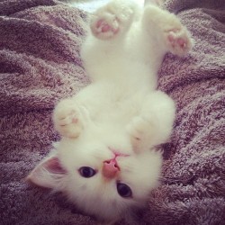 tropical-fever:  bambiflowur:  so cute omg, I want it  ☀more