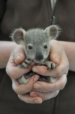 gsolvind:  Awah, the cutest little baby. Look at those ears,