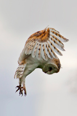 Suspended animation (Barn owl)
