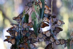 Breathtaking (Monarch butterflies gather during their annual