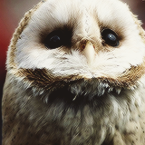  favourite things + owls       