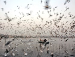 fotojournalismus:  Men feed birds in the Yamuna river in New