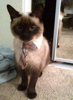 awklicious:  catsbeaversandducks:  He has a job interview today.
