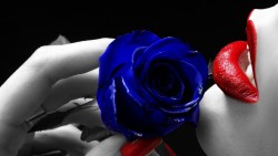 Blue rose