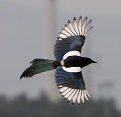 Flaps deployed (Magpie)