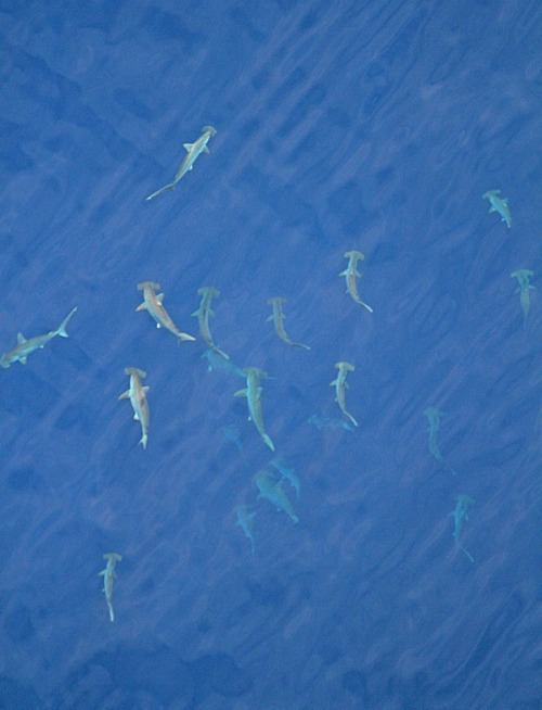 Schooling Hammerhead sharks