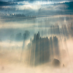  Forests Drenched in Light and Fog by Boguslaw Strempel 