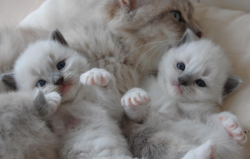 littlemiss-m:  Omg I want one!!  such cute little kittens