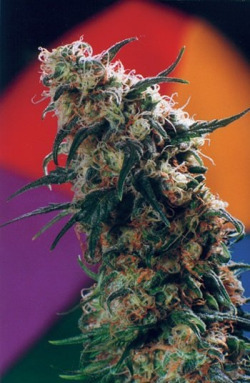 lets-get-blazednow:  Northern Lights