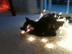 catasters:  How to get into the Christmas Spirit
