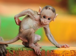 Gollum’s cousin? (Baby Macaque)