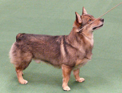 showdawgblawg:  Swedish Vallhund (Herding Group) by b52starr