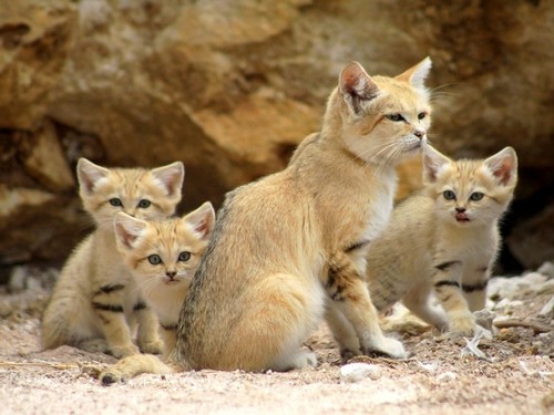 Furry clan (African Sand Cat with her kittens)