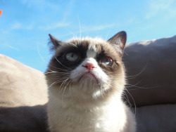 tardthegrumpycat:  The Daily Grump | November 27, 2012 There